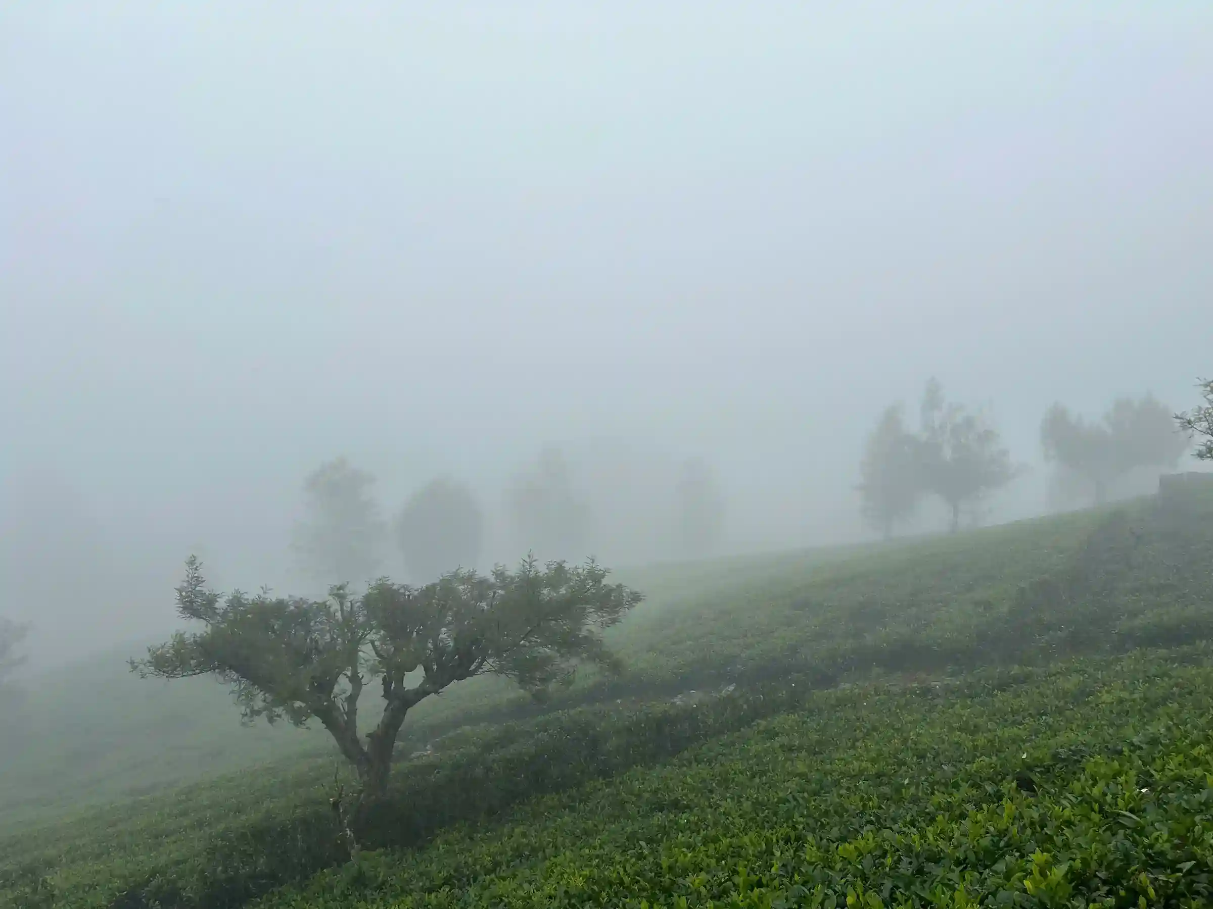 Nuwara Eliya